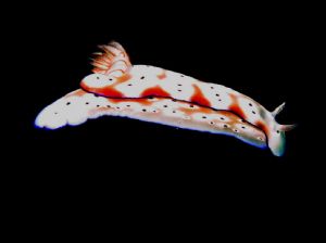 Nudibranch: taken at Kwajalein Atoll in the Marshall Isla... by Gerry Wolf 